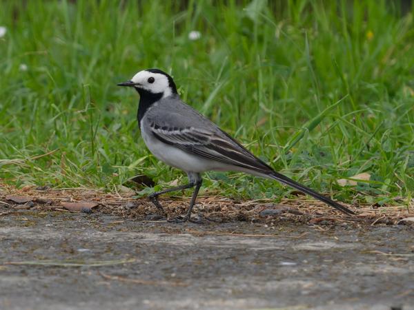 <h3><a href="/trips/extramadura/biota/animalia/chordata/aves/040 passeriformes/119 motacillidae/motacilla alba/motacilla alba-nl.html">Motacilla&nbsp;alba</a> / White&nbsp;wagtail / Witte&nbsp;kwikstaart</h3>OM-1 Mark II met OLYMPUS M.150-400mm F4.5 TC, 1/2500 sec  bij F6.3, ISO 2000, afstand 19.5&nbsp;m
